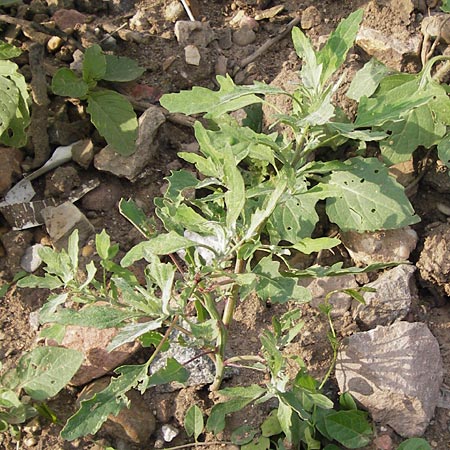 Chenopodium ficifolium \ Feigenblttriger Gnsefu / Fig-Leaved Goosefoot, D Heidelberg 21.7.2012
