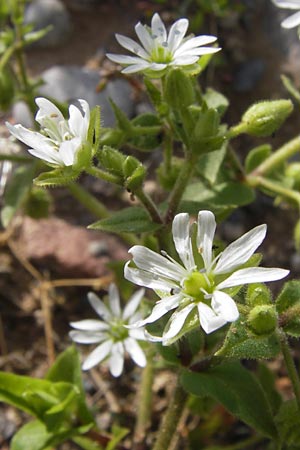 Stellaria neglecta \ Auwald-Vogelmiere / Greater Chickweed, D Heidelberg 31.7.2012