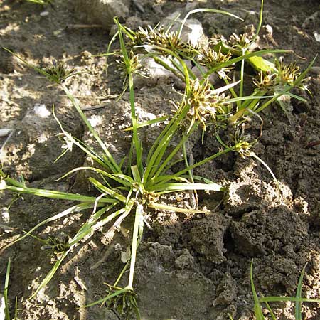 Cyperus fuscus \ Braunes Zypergras / Brown Flatsedge, D Philippsburg 20.8.2013