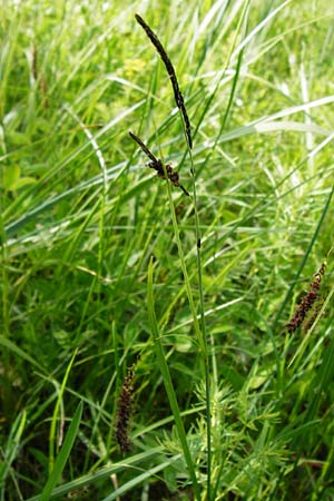 Carex flacca, Blaugrüne Segge Carex flacca, Blaugrüne Segge