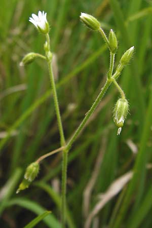 Cerastium holosteoides \ Gewhnliches Hornkraut / Common Mouse-Ear, D Groß-Umstadt 30.5.2014