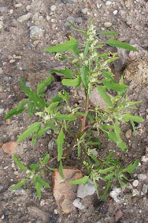 Chenopodium ficifolium \ Feigenblttriger Gnsefu / Fig-Leaved Goosefoot, D Mannheim 28.9.2014
