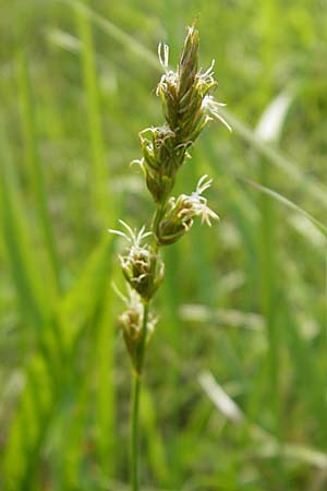 Carex polyphylla \ Unterbrochenhrige Segge / Berkeley Sedge, Grassland Sedge, D Lampertheim 3.5.2009