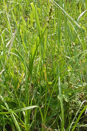 Carex polyphylla \ Unterbrochenhrige Segge / Berkeley Sedge, Grassland Sedge, D Lampertheim 3.5.2009