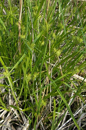 Carex flava \ Groe Gelb-Segge / Large Yellow-Sedge, D Günzburg 22.5.2009