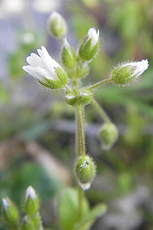 Cerastium glomeratum \ Knuel-Hornkraut / Sticky Mouse-Ear, D Bad Kreuznach 16.4.2010