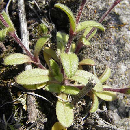 Cerastium glutinosum \ Bleiches Hornkraut / Dwarf Mouse-Ear, D Mannheim 24.4.2010
