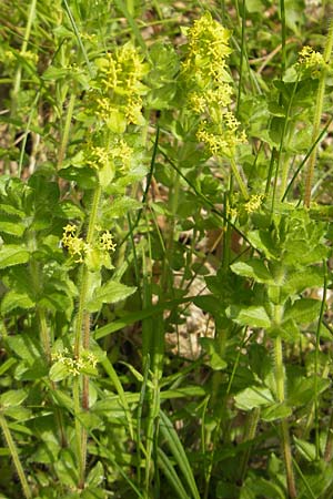 Cruciata laevipes \ Gewhnliches Kreuzlabkraut / Crosswort, D Franken/Franconia Scheßlitz 18.5.2012