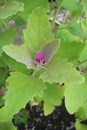 Chenopodium x reynieri \ Hybrid-G�nsefu� / Hybrid Goosefoot, D Bruchsal 23.6.2012