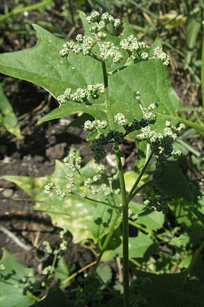 Chenopodium hybridum \ Bastard-Gnsefu, Stechapfelblttriger Gnsefu / Maple-Leaved Goosefoot, D Ludwigshafen 2.7.2006