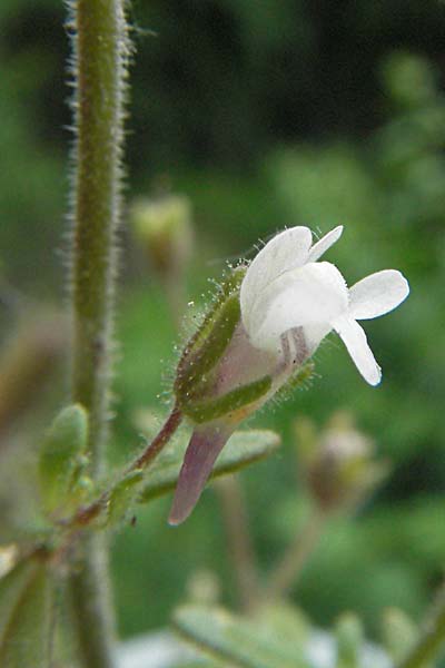 Chaenorhinum minus, Kleiner Orant Chaenorhinum minus, Kleiner Orant