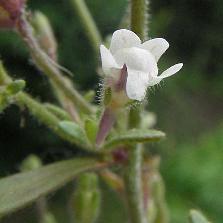 Chaenorhinum minus \ Kleiner Orant / Small Toadflax, D Mannheim 7.7.2006
