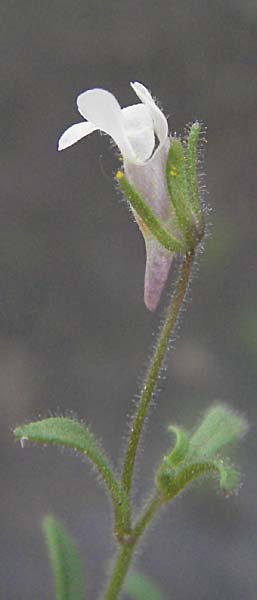 Chaenorhinum minus \ Kleiner Orant / Small Toadflax, D Mannheim 7.7.2006