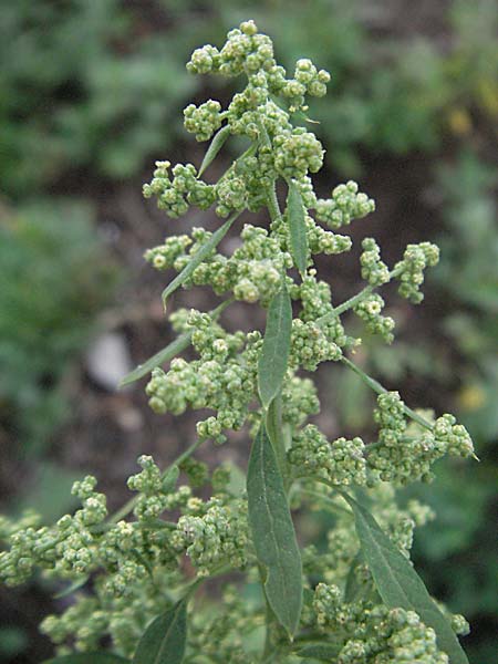 Chenopodium album, Fat Hen Chenopodium album, Fat Hen