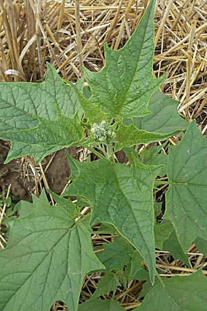 Chenopodium hybridum \ Bastard-Gnsefu, Stechapfelblttriger Gnsefu / Maple-Leaved Goosefoot, D Bruchsal 5.8.2006
