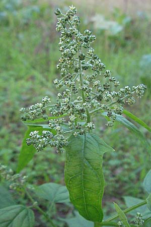Chenopodium hybridum \ Bastard-Gnsefu, Stechapfelblttriger Gnsefu / Maple-Leaved Goosefoot, D Sandhausen 31.8.2006