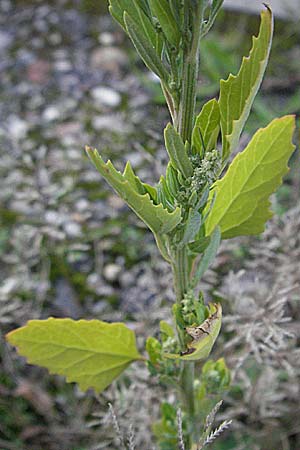Chenopodium strictum \ Streifen-Gnsefu / Striped Goosefoot, Lateflowering Goosefoot, D Mannheim 1.9.2006