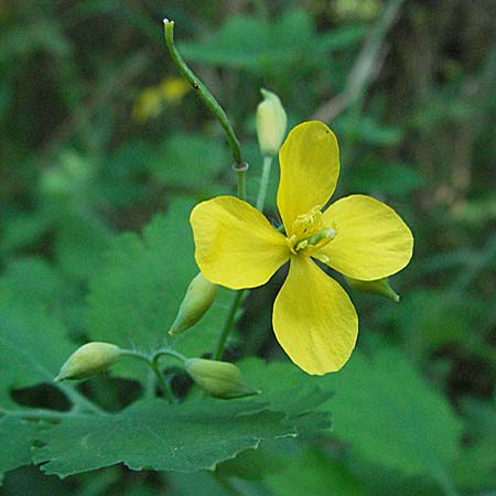Chelidonium majus \ Groes Schllkraut, D Waghäusel 9.9.2006