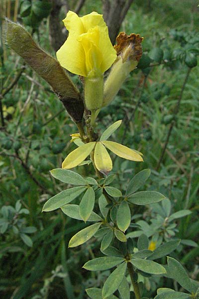 Cytisus austriacus \ �sterreichischer Zwerg-Gei�klee, D Botan. Gar.  Universit.  Heidelberg 18.10.2006