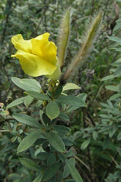 Cytisus austriacus \ �sterreichischer Zwerg-Gei�klee, D Botan. Gar.  Universit.  Heidelberg 18.10.2006
