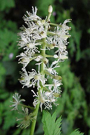 Actaea spicata \ Christophskraut / Baneberry, D Hemsbach 11.5.2007