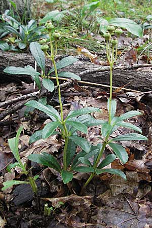 Chimaphila umbellata \ Doldiges Wintergrn / Pipsissewa, D Babenhausen 11.8.2007