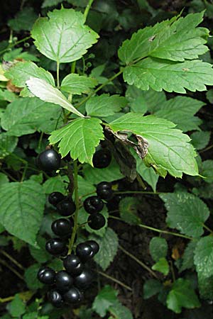 Actaea spicata \ Christophskraut / Baneberry, D Hemsbach 16.8.2007