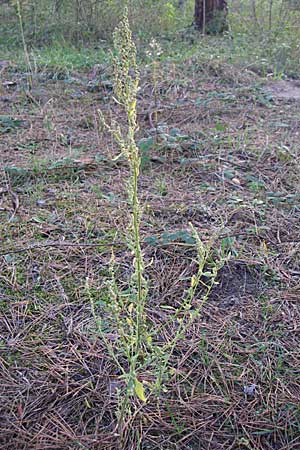 Chenopodium album \ Weier Gnsefu, Wilde Melde / Fat Hen, D Sandhausen 4.10.2007