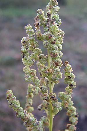 Chenopodium album \ Weier Gnsefu, Wilde Melde / Fat Hen, D Sandhausen 4.10.2007