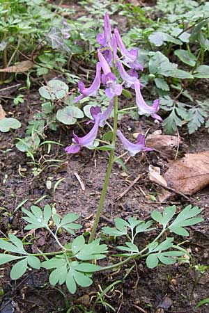 Corydalis cava x solida \ Lerchensporn-Hybride / Hybrid Hollow-Root, D Weinheim an der Bergstra&szlig;e 12.3.2008