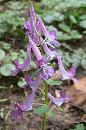 Corydalis cava x solida \ Lerchensporn-Hybride / Hybrid Hollow-Root, D Weinheim an der Bergstra&szlig;e 12.3.2008