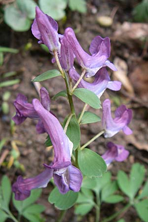 Corydalis cava x solida \ Lerchensporn-Hybride / Hybrid Hollow-Root, D Weinheim an der Bergstra&szlig;e 12.3.2008