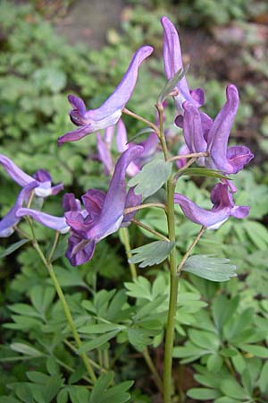 Corydalis cava x solida \ Lerchensporn-Hybride / Hybrid Hollow-Root, D Weinheim an der Bergstra&szlig;e 12.3.2008