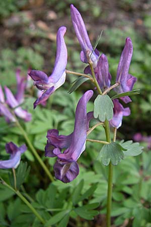 Corydalis cava x solida \ Lerchensporn-Hybride / Hybrid Hollow-Root, D Weinheim an der Bergstra&szlig;e 12.3.2008