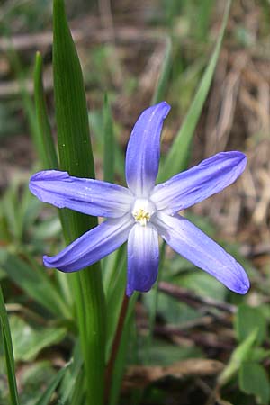 Scilla luciliae x siehei \ Hybrid-Sternhyazinthe / Hybrid Squill, D Pforzheim 15.3.2008