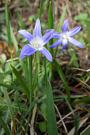 Scilla luciliae x siehei \ Hybrid-Sternhyazinthe / Hybrid Squill, D Pforzheim 15.3.2008
