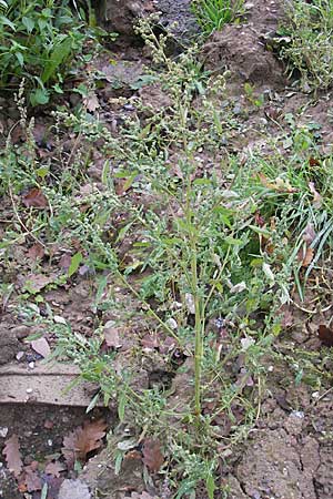 Chenopodium ficifolium \ Feigenblttriger Gnsefu / Fig-Leaved Goosefoot, D Viernheim 1.11.2008
