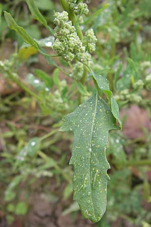 Chenopodium ficifolium \ Feigenblttriger Gnsefu / Fig-Leaved Goosefoot, D Viernheim 1.11.2008