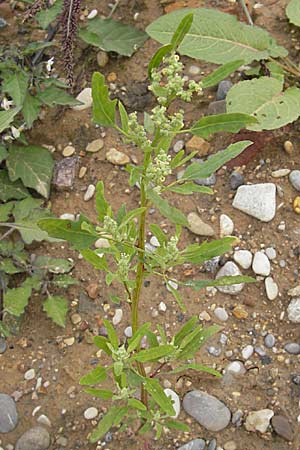 Chenopodium ficifolium \ Feigenblttriger Gnsefu / Fig-Leaved Goosefoot, D Viernheim 1.11.2008