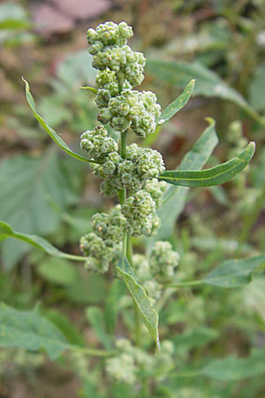 Chenopodium ficifolium \ Feigenblttriger Gnsefu / Fig-Leaved Goosefoot, D Viernheim 1.11.2008