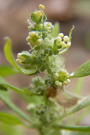Chenopodium ficifolium \ Feigenblttriger Gnsefu / Fig-Leaved Goosefoot, D Viernheim 1.11.2008