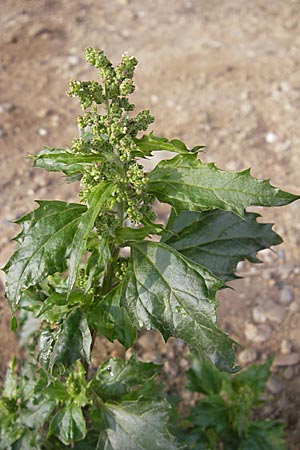 Chenopodium rhombifolium \ Sgeblttriger Gnsefu / Serrate-Leaved Goosefoot, D Mannheim 3.11.2008