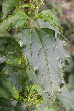 Chenopodium rhombifolium \ Sgeblttriger Gnsefu / Serrate-Leaved Goosefoot, D Mannheim 3.11.2008