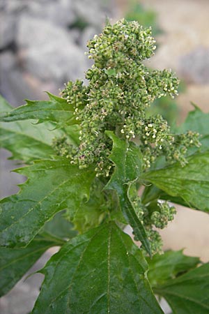 Chenopodium rhombifolium \ Sgeblttriger Gnsefu / Serrate-Leaved Goosefoot, D Mannheim 3.11.2008