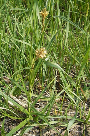 Carex hirta \ Behaarte Segge, D Wörth-Büchelberg 1.5.2009
