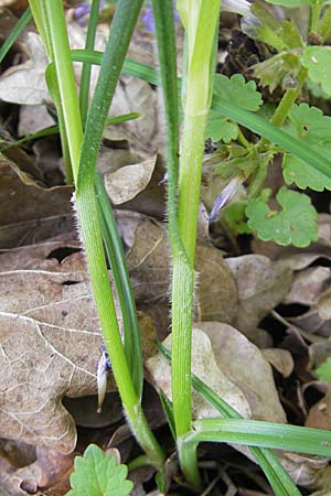 Carex hirta \ Behaarte Segge, D Lampertheim 1.5.2009