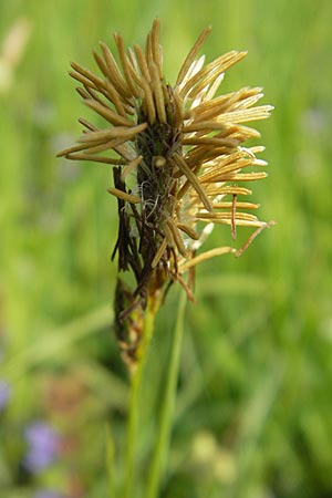 Carex hirta \ Behaarte Segge, D Lampertheim 3.5.2009