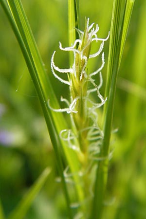 Carex hirta \ Behaarte Segge, D Lampertheim 3.5.2009