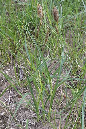 Carex hirta \ Behaarte Segge, D Viernheim 4.5.2009