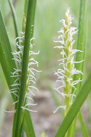 Carex hirta \ Behaarte Segge, D Viernheim 4.5.2009